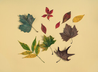 Autumn leaves lay down on pastel yellow background. Flat lay composition,  minimal autumn decorative concept