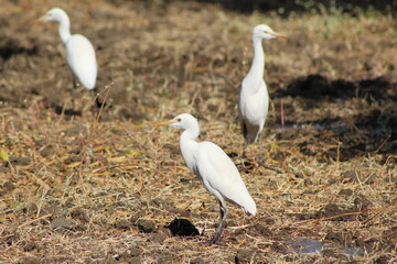 White egrets in the field.