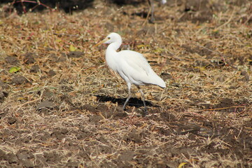 White egret in the field.