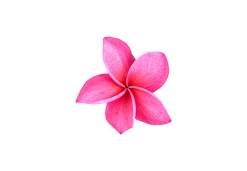 Frangipani flower isolated on white background.