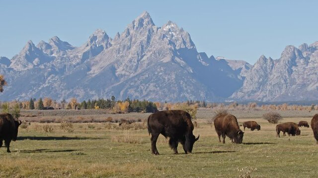 Grand Teton Mountains with Bison grazing in the fields in Wyoming.