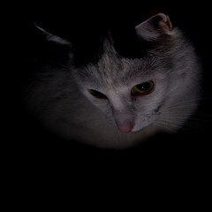 Mroczny kot w ciemności