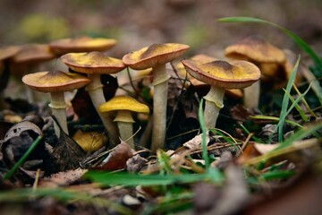 Honey fungus mushrooms in the wild. Armillaria mellea edible plant in autumn season