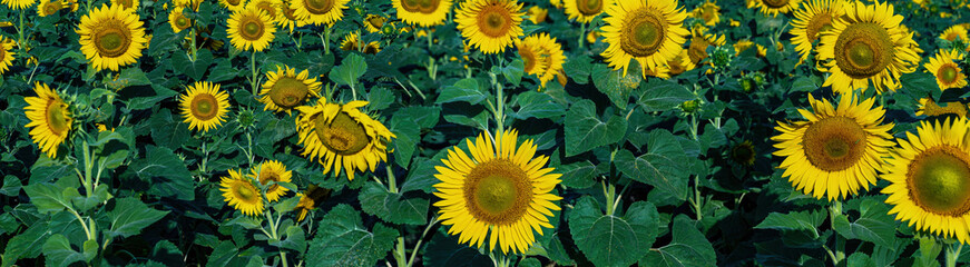 Panorama of a blooming farm field of yellow sunflowers. Green leaves. Agricultural plants....