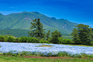 Flower Field of the Kuju Hana Park Nemophila