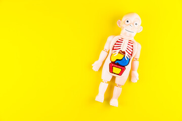 Human anatomy mannequin with internal organs on yellow background