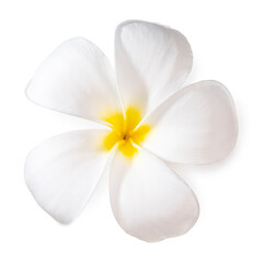Fototapeta na wymiar White plumeria flowers isolated on White background, Frangipani flower isolated white background With clipping path. 