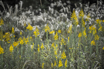 Obraz premium セイタカアワダチソウ