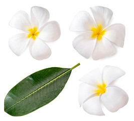White plumeria flowers isolated on White background, Frangipani flower isolated white background...