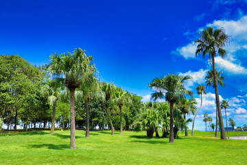 Blue sky and palm trees and lawn