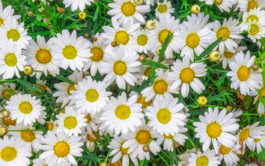 chamomile flowers top view closeup, natural background