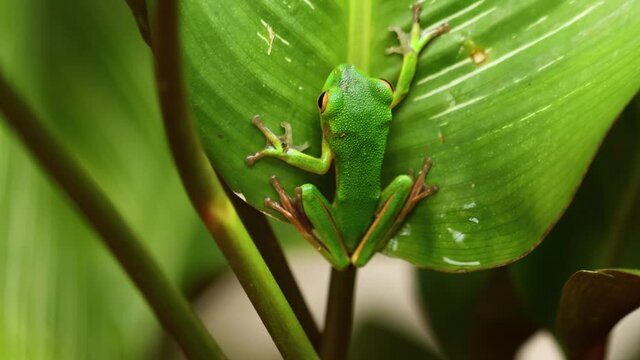 White-lipped tree frog (Nyctimystes infrafrenatus) on the green leaf