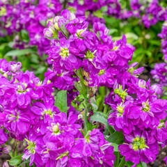 Fototapeta na wymiar vivid violet colored hoary stock flowers in the garden
