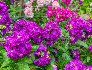 Obraz premium vivid violet colored hoary stock flowers in the garden