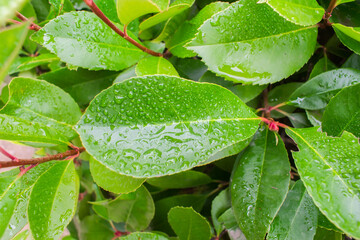 Hojas verdes de un arbusto con gotas de agua de rocio una mañana de otoño