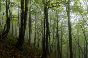 Las i mgła 