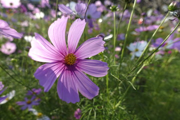 Obraz premium 植物