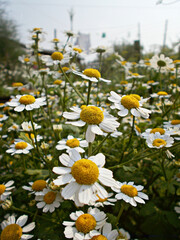 Fototapeta premium little suns