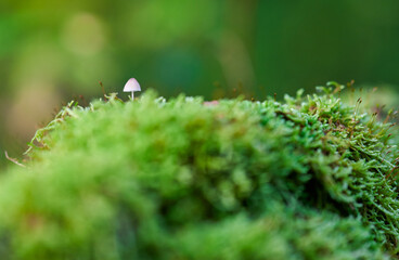 Selective focus of tiny mushroom on green moss in the forest