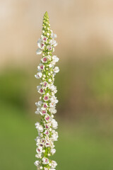 Close up of a verbascum chaixii flower in bloom