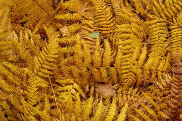 autumn leaves on the grass