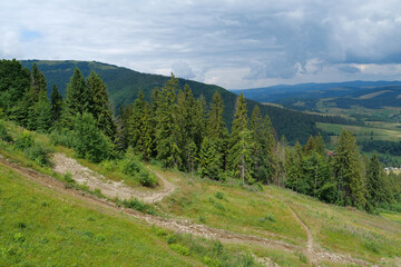 Aerial view of forest in mountains