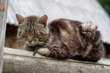 Funny cat sits on fence and takes a nap