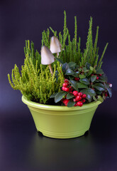 Heather in a pot with decor