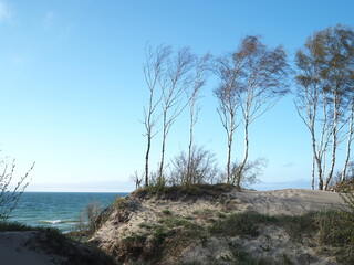 Fototapeta na wymiar Pine trees on a sandy beach. Baltic Sea, Curonian Spit 