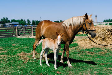Obraz na płótnie Canvas Horse mare and her very small foal on a farm