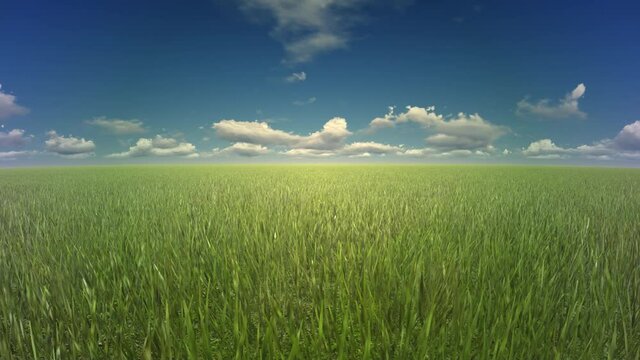 High grass in a plain field, close up camera, 4K