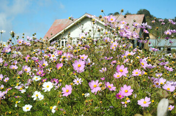 Tasmanian Wilderness Essences flower blooms at Singalila National Park on the backdrop of a trekking hut situated at 13,000 ft altitude in Darjeeling, India. 