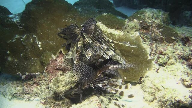 underwater courtship: male and female lionfish performing dance over coral reef, preparing to mate