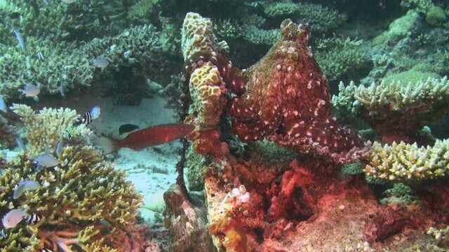 octopus mating at coral reef. Male inserts a specialized arm into female's mantle cavity and deposits spermatophores. Long shot  of almost black female and reddish male with white blotches