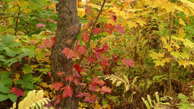 Pan left to right on tripod. Close up of dense woodland in various autumn leaf colours.