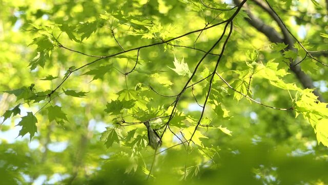 Low Angle View Of Small Bird Sitting On Branch And Takes Off