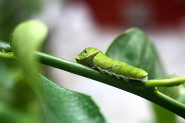 5th and final instar stage caterpillar of Common Mormon butterfly (Papilio polytes) on a citrus plant : (pix SShukla)