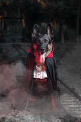 Perro disfrazado de vampiro con luz roja y vías del tren. Concepto terror gracioso, comedia.