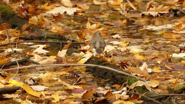 Brown little bird playing around with dry autumn maple leaves