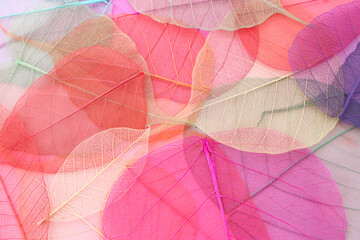Colorful transparent and delicate leaves pastel background