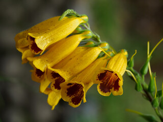 黄色に赤褐色の斑があるマツムラソウ