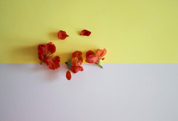 Small red flowers on geometric paper white and yellow background
