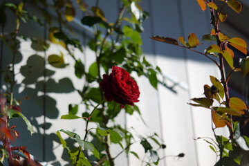Rund um Bruckmühl: Rosen im Garten