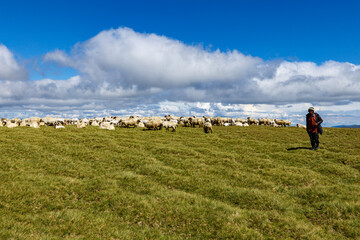Obraz premium Romanian herder in the carpathian 