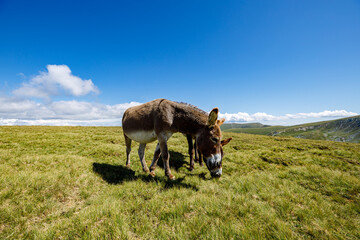 Romanian herder in the carpathian	