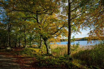 autumn in the forest