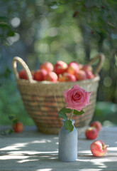 Delicate pink rose in a blue vase on the background of a large basket of apples in the summer garden flooded with sun