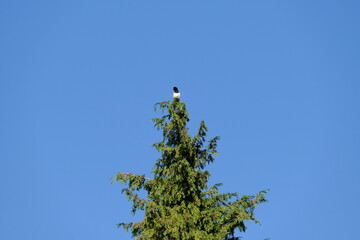 Una gazza sulla cima di un albero.