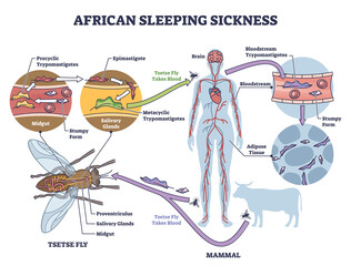African sleeping sickness or African trypanosomiasis illustration diagram. Insect borne parasitic infection of humans and animals. Scheme of disease transmitted by the bite of an infected tsetse fly.
