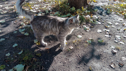 Obraz premium cat walks in autumn